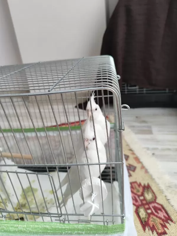 Albino Sultan Papağanı 3 Aylık