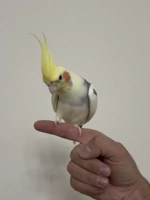 Konuşan Sultan Papağanımız Limon 81 İle Gönderim Mevcut