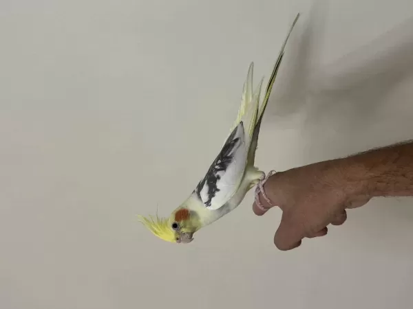 Konuşan Sultan Papağanımız Limon 81 İle Gönderim Mevcut