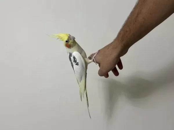 Konuşan Sultan Papağanımız Limon 81 İle Gönderim Mevcut