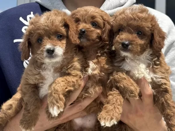 Ankaranın En Seçkin Mini Maltipoo Yavruları