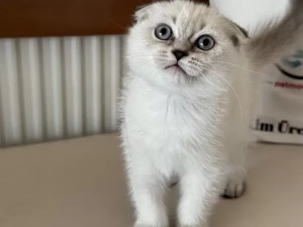 En Güzel Scottish Fold Yavrumuzu Canlı Görün