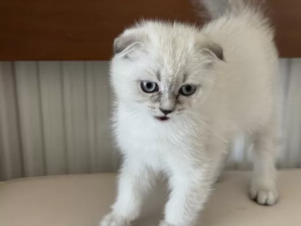 En Güzel Scottish Fold Yavrumuzu Canlı Görün