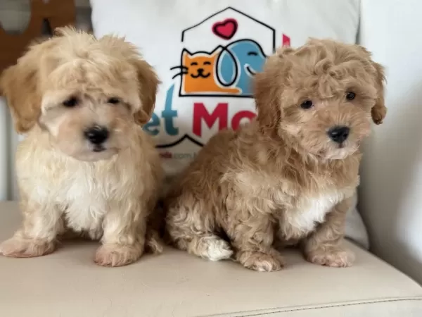 Petmode Köpek Çiftliğinde Ziyarete Açık Maltipoo