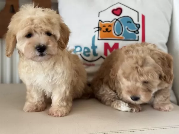 Petmode Köpek Çiftliğinde Ziyarete Açık Maltipoo
