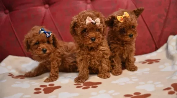 Toy Poodle Red Brown Bebek Surat Yavrularımız
