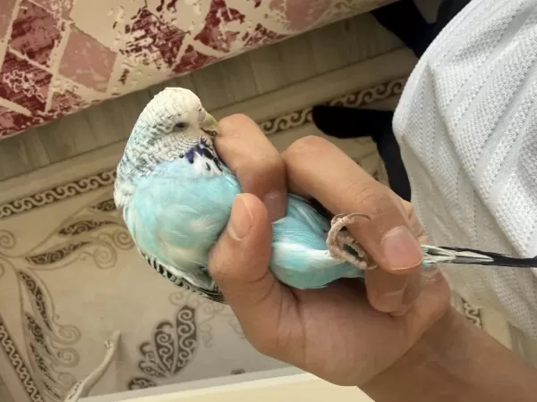 Jumbo Dişi Muhabbet Kuşu