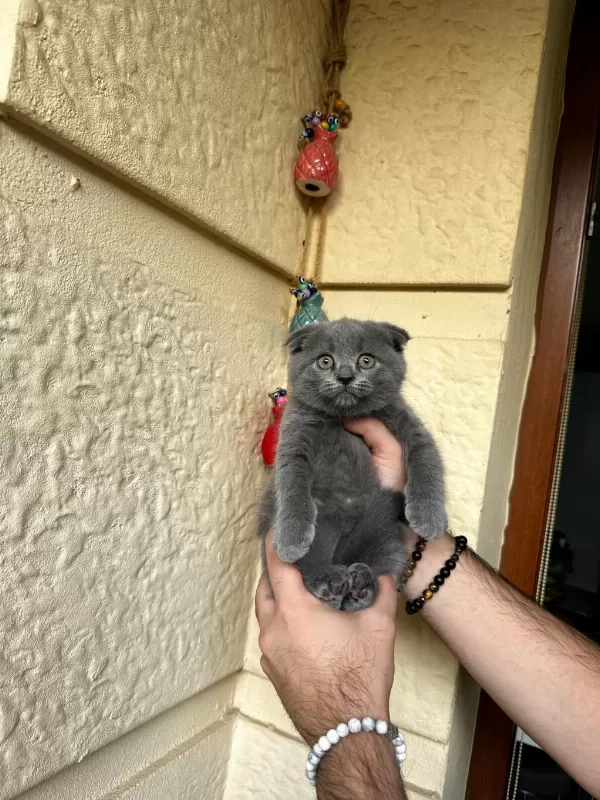 A Kalite Safkan Scottish Fold Blue