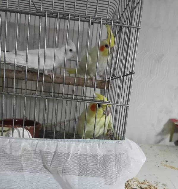 Evcil Eğitimli Sultan Papağanı Yavruları