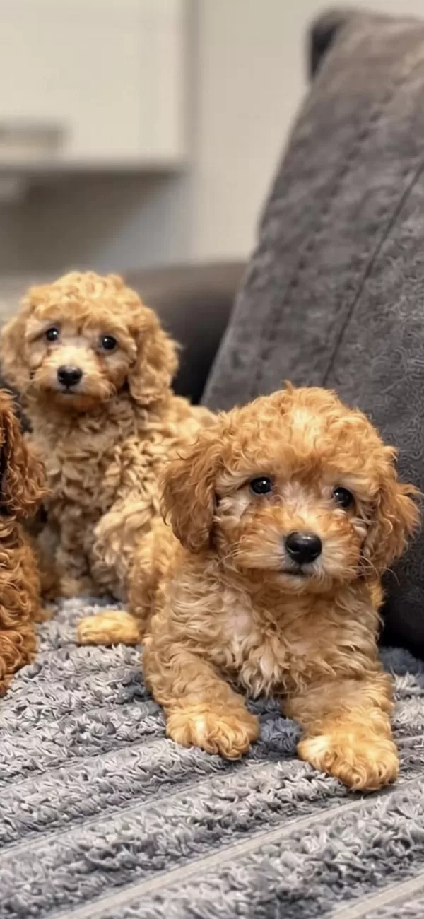 Poodle Ayarinda Maltipoo Bebekler