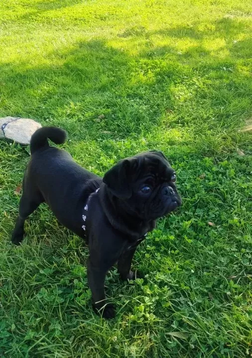 Ful Aşilı Egıtımlı Pug Mops Kullandığımız Malzem Hedıye