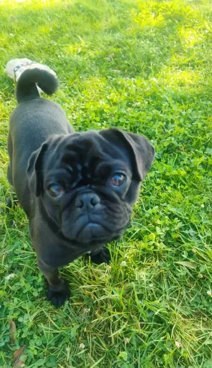 Ful Aşilı Egıtımlı Pug Mops Kullandığımız Malzem Hedıye