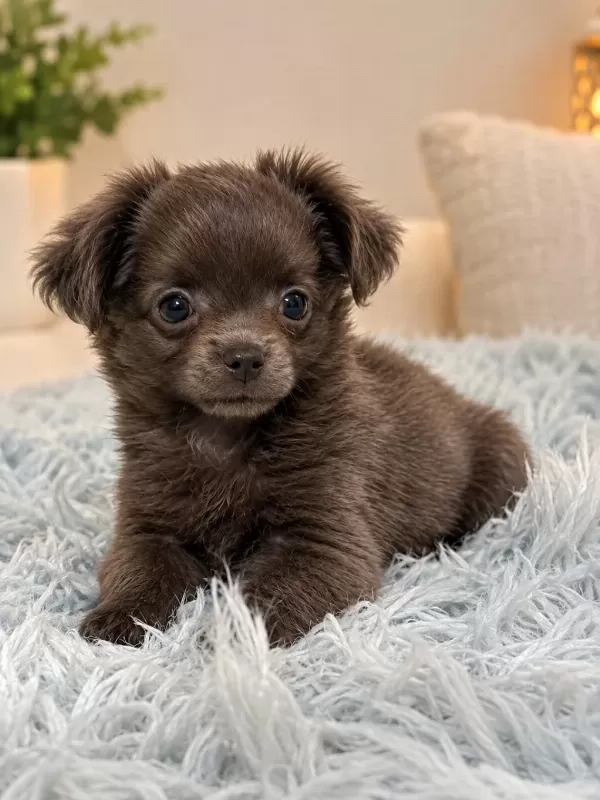 Özel Blue Renk Mikro Teacup Uzun Tüylü Chihuahua