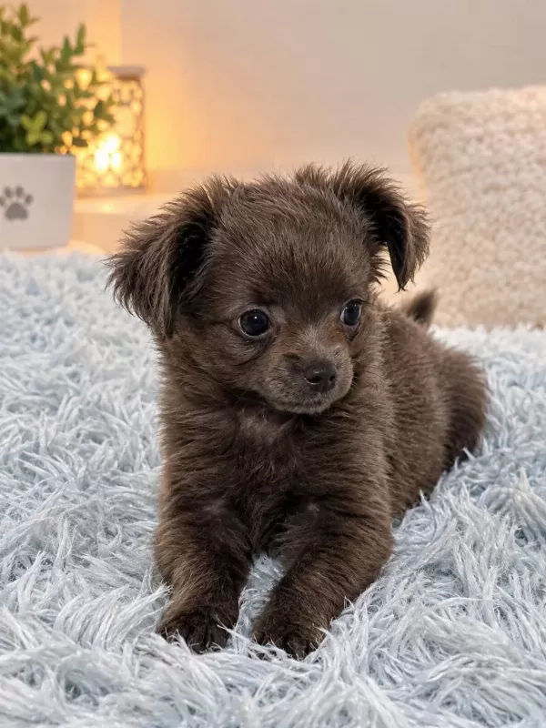 Özel Blue Renk Mikro Teacup Uzun Tüylü Chihuahua