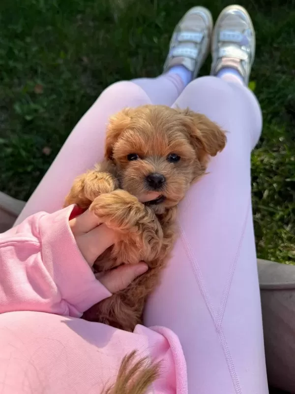 Maltipoo Yavrularımız