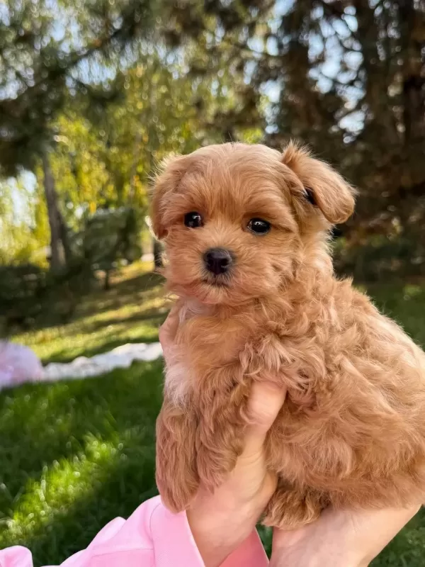 Maltipoo Yavrularımız