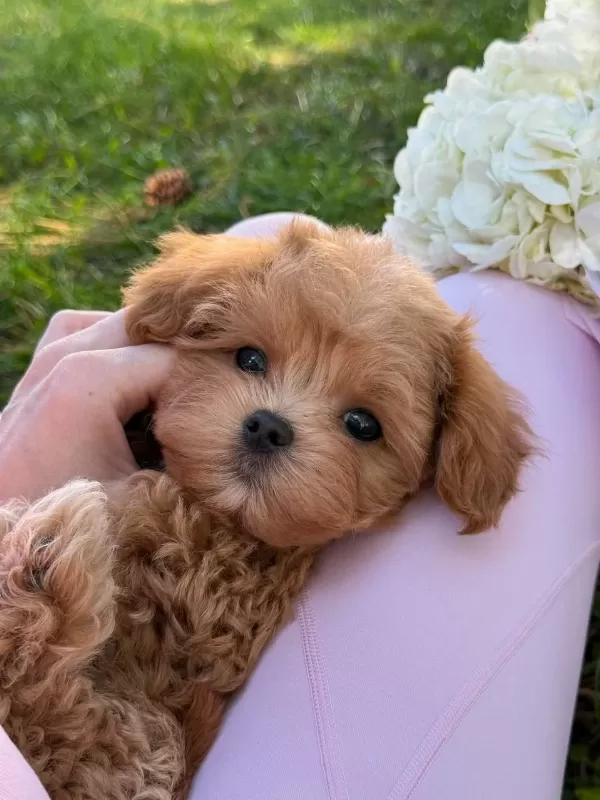 Maltipoo Yavrularımız