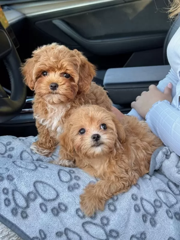 Maltipoo Yavrularımız
