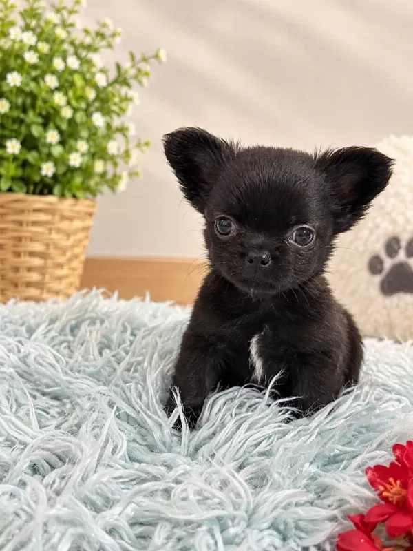 Siyahin En Güzel Tonu Minik Chihuahua Köpeğimiz
