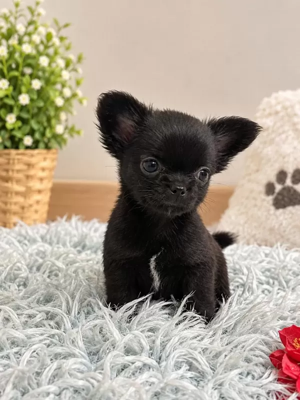 Siyahin En Güzel Tonu Minik Chihuahua Köpeğimiz