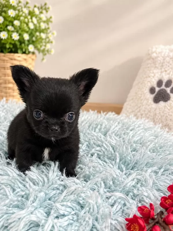 Siyahin En Güzel Tonu Minik Chihuahua Köpeğimiz