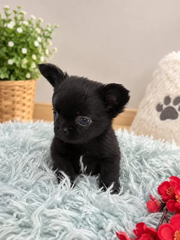 Siyahin En Güzel Tonu Minik Chihuahua Köpeğimiz