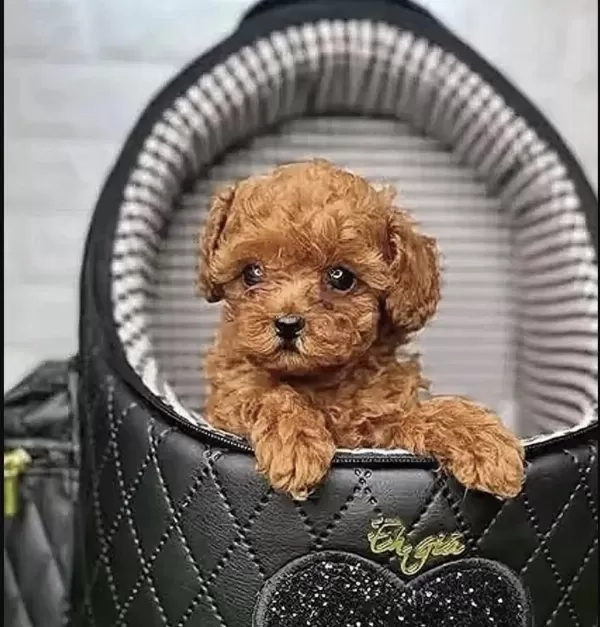 Toy Poodle Sağlikli Köpekler