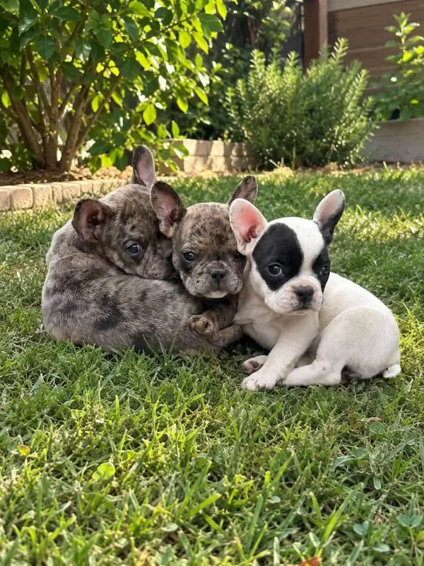 Mükemmel French Bulldog Yavrular