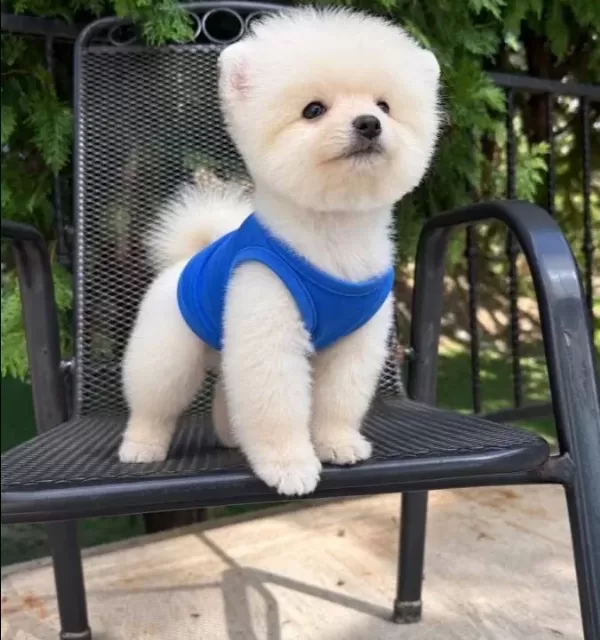 Orıjınal Boo