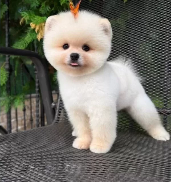 Orıjınal Boo