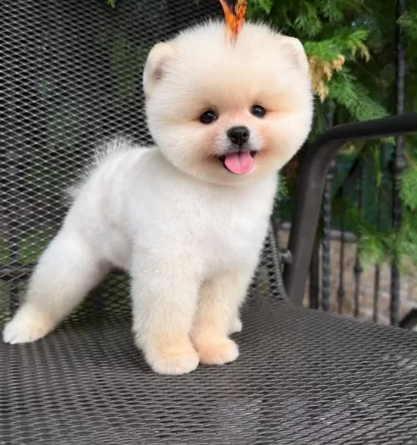 Orıjınal Boo