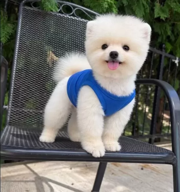Orıjınal Boo
