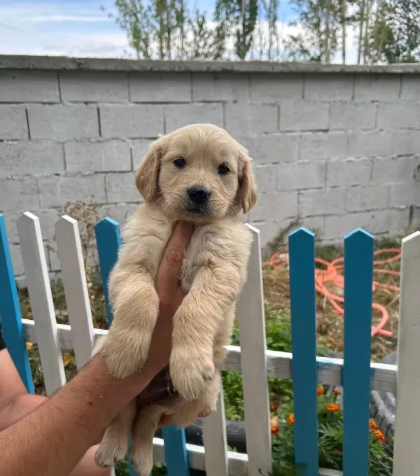 Erkek Dişi Golden Bebekler