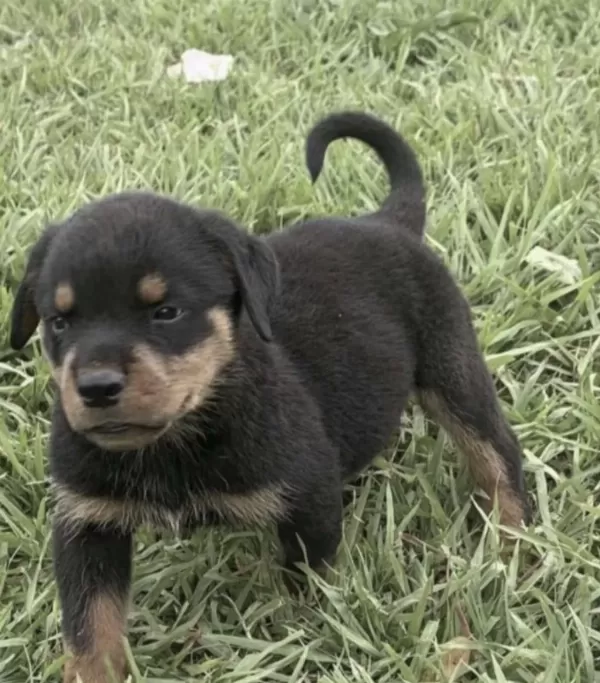 Rottweiler Safkan Köpeğimiz