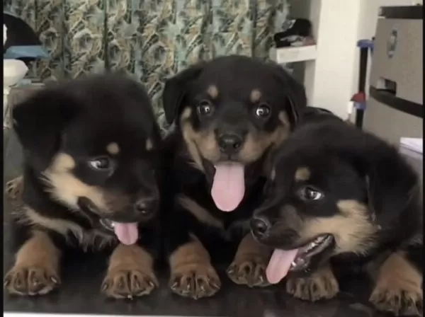 Harika Rottweiler Safkan