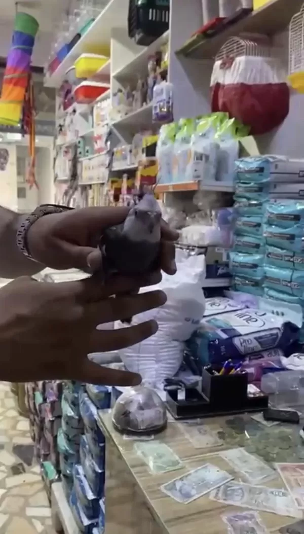 Evcil Konuşan Sultan Papağanı