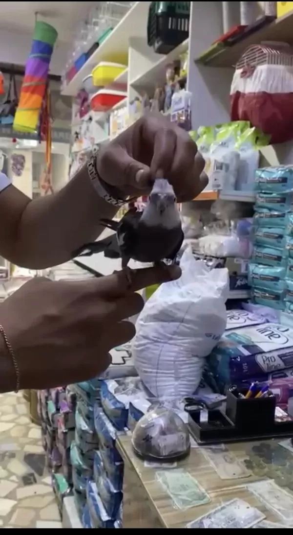 Evcil Konuşan Sultan Papağanı