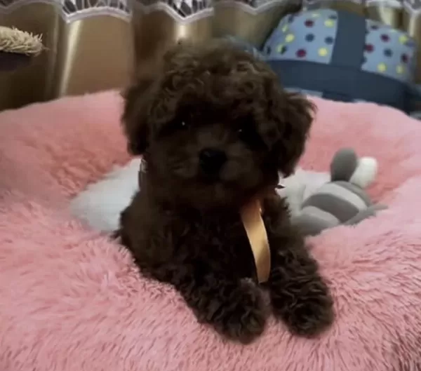 Toy Poodle Köpeğimiz İçin Ulaşin