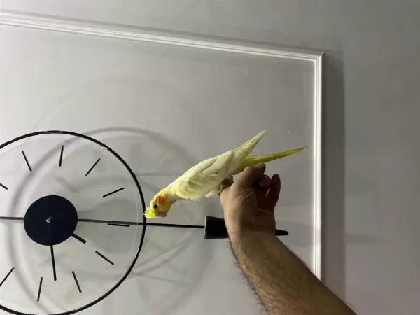 Yemeğe Düşen Sultan Papağanı