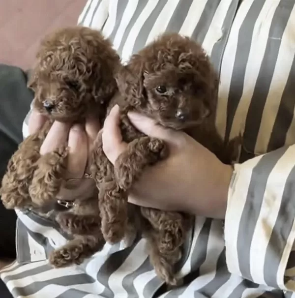 Harika Toy Poodle Köpeği