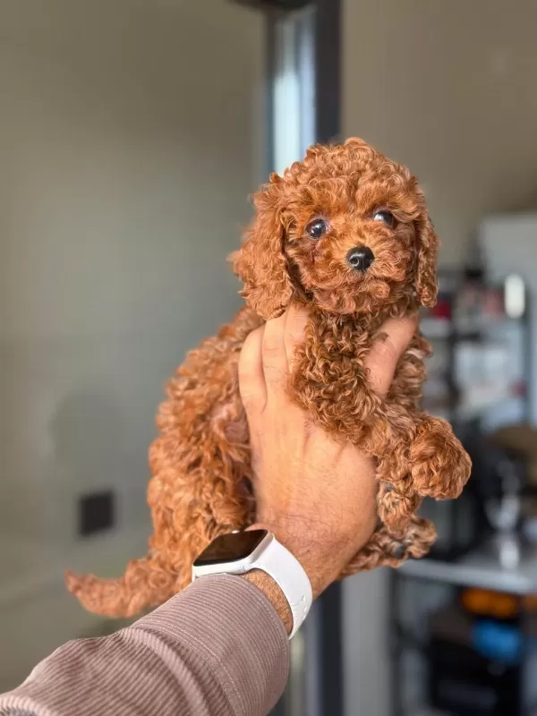 Toy Poodle Bebiş Köpeklerimiz