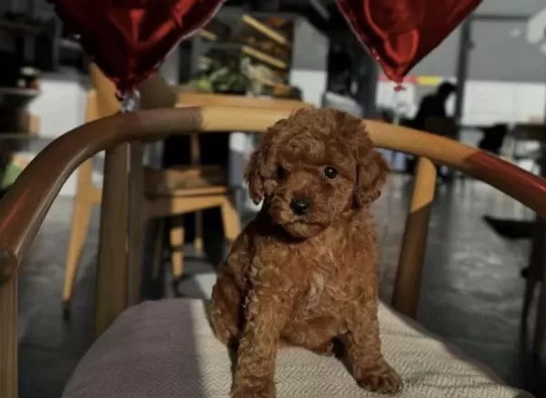 Toy Poodle Yavru İçin Ulaşin
