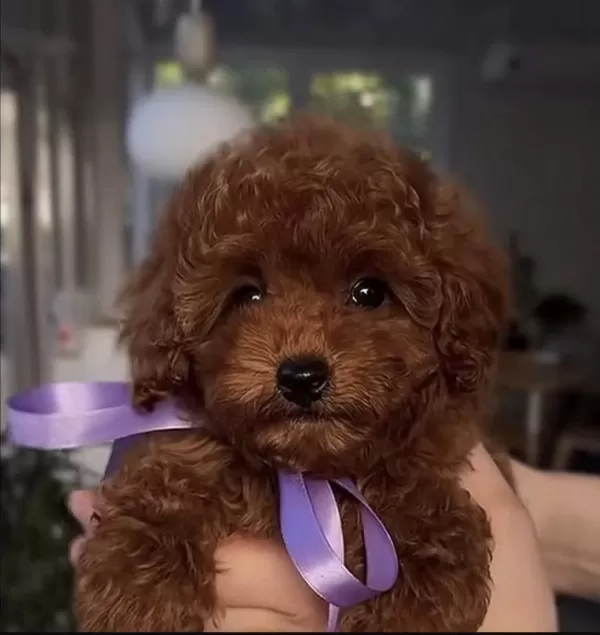 Toy Poodle Köpeğimiz İçin Ulaşin