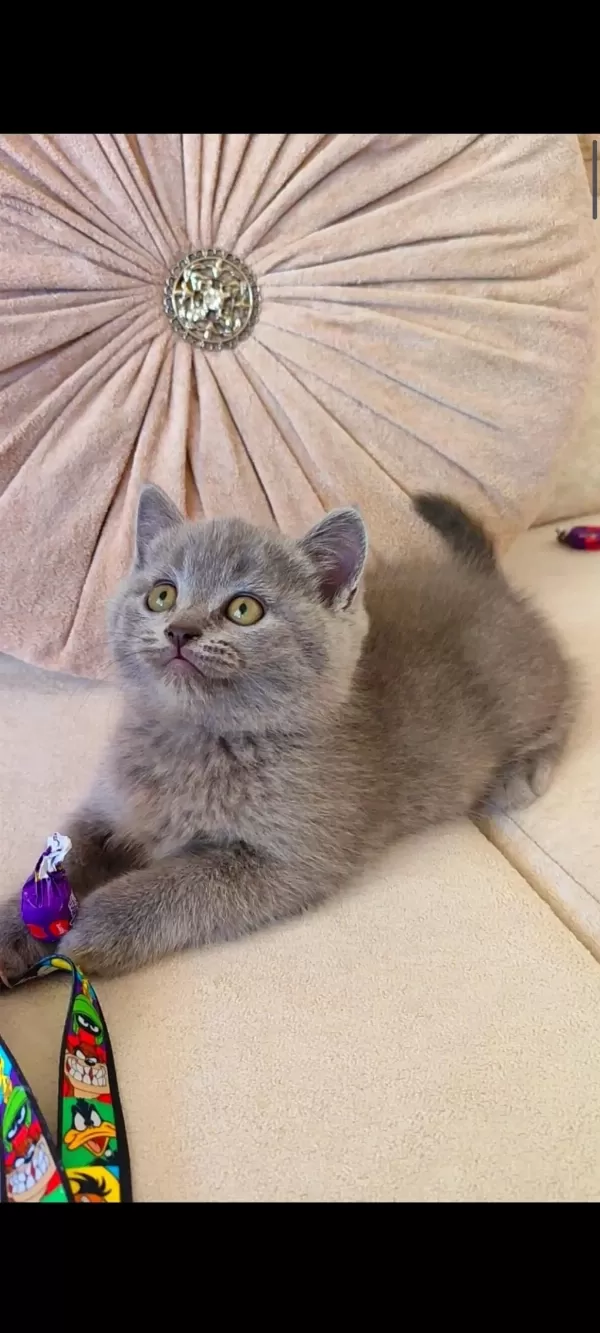 Gri Lilac Dişi Erkek Yavru Kediler