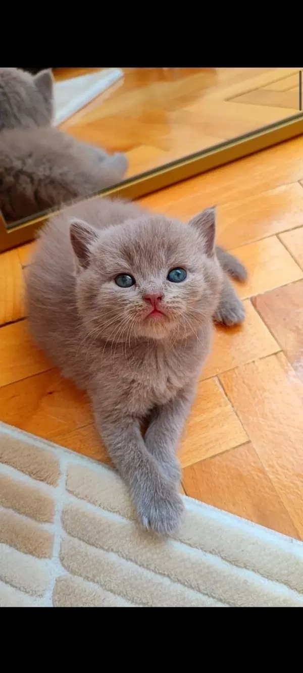 Gri Lilac Dişi Erkek Yavru Kediler