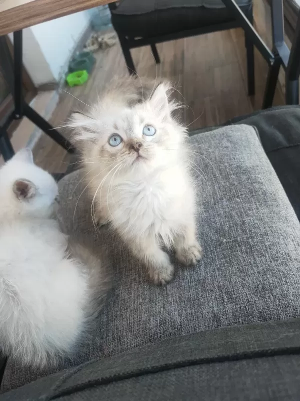 British Longhair Kedisi