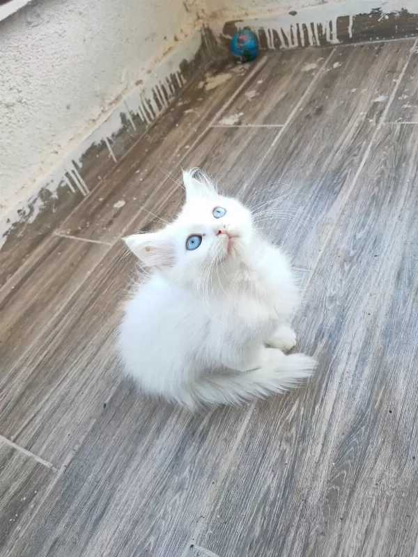British Longhair Kedisi