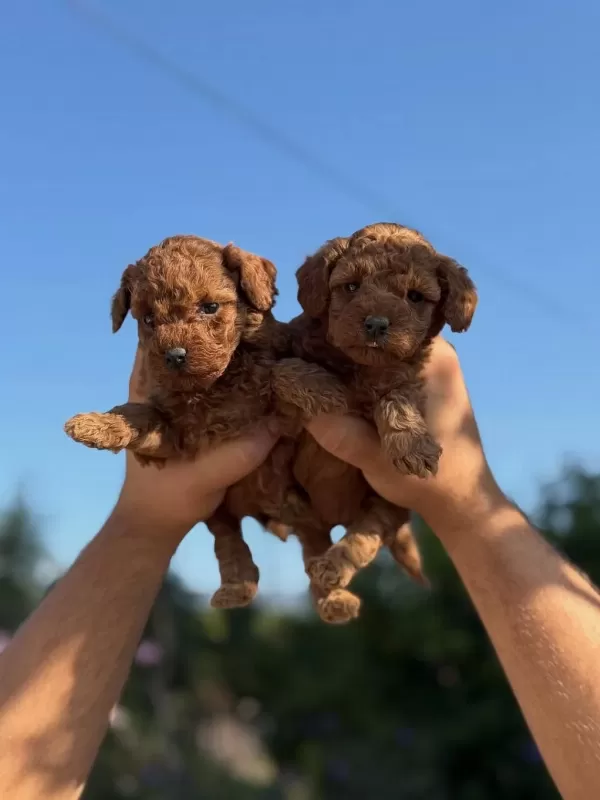 Teacup Boy Aşili Wc Eğitimli Toy Poodle