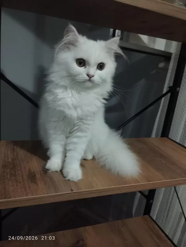 4 Aylık Aşılı Yavru Kediler Yeni Yuvasını Bekliyor