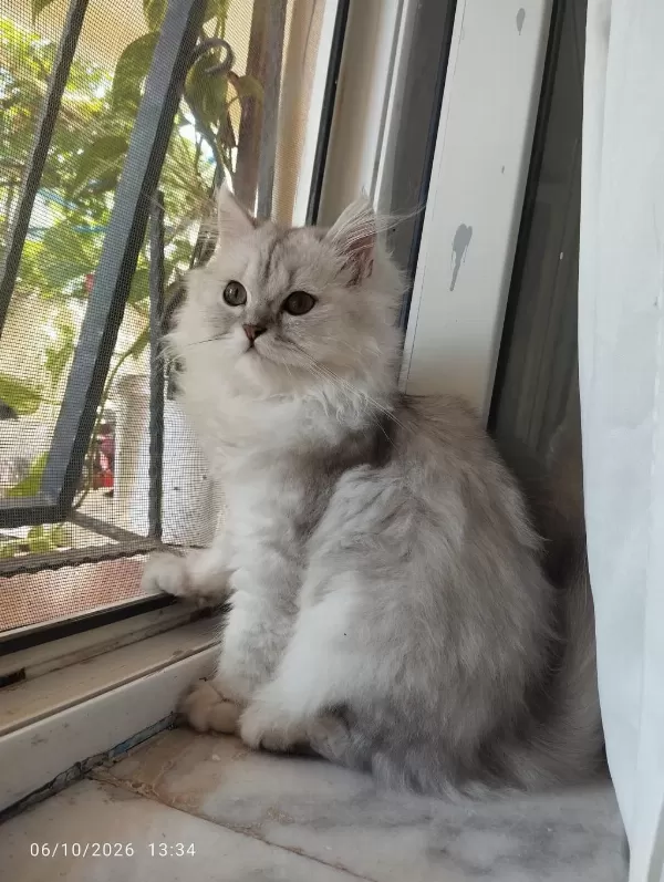 4 Aylık Aşılı Yavru Kediler Yeni Yuvasını Bekliyor